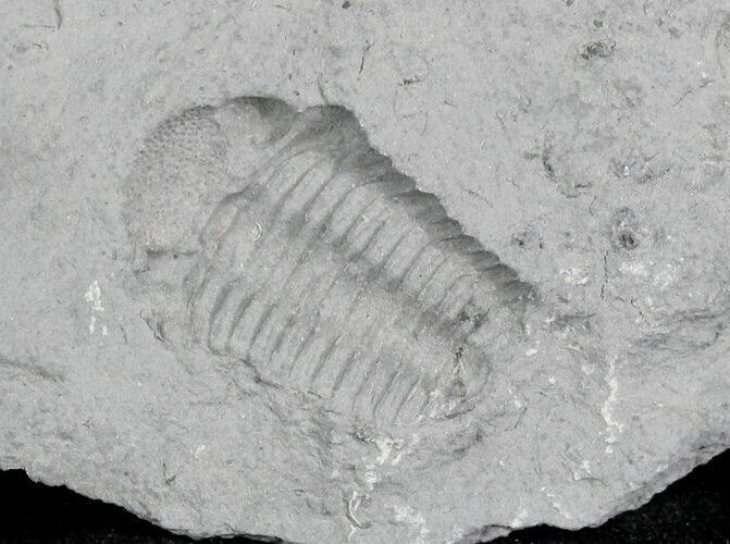 Eldredgeops Trilobite Impression/Negative - New York #25350